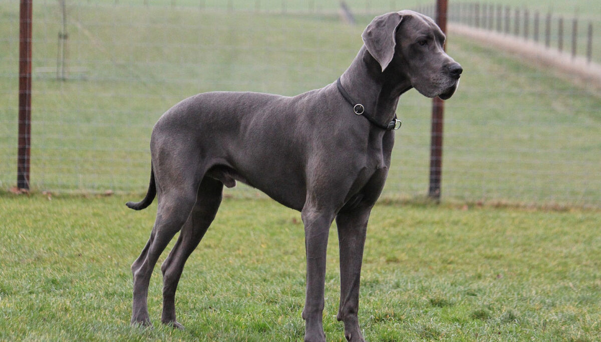 Great dane online