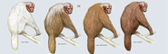 From left to right, White Uakari (C.c. calvus), Novae's Uakari (C.c. novaesi), Red Uakari (C.c. rubicundus), & Ucayali Uakari (C.c. ucayalii)