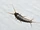 Silverfish