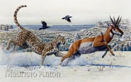 Miracinonyx-y-prong-baja.jpg (424 KB) Artist Rendering of a Pronghorn and it's extinct predator Miracinonyx