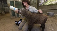 Takin ZN.jpg (172 KB) Baby Takin being Bottle-fed at San Diego Zoo