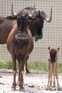 Black Wildebeest Family