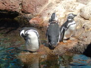 African Penguins at Sea World in San Diego