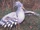 Kagu