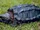 Alligator Snapping Turtle