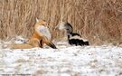 Striped Skunk Spraying Red Fox