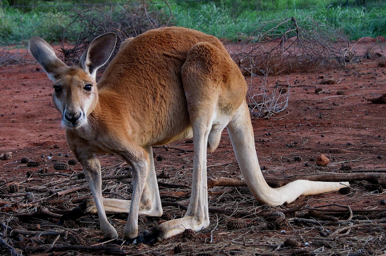 Red Kangaroo | Creatures of the Wikia | Fandom