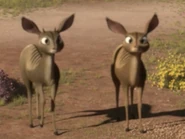 Khumba