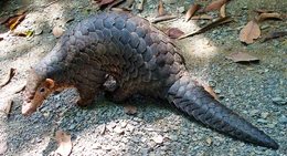 Chinese-pangolin