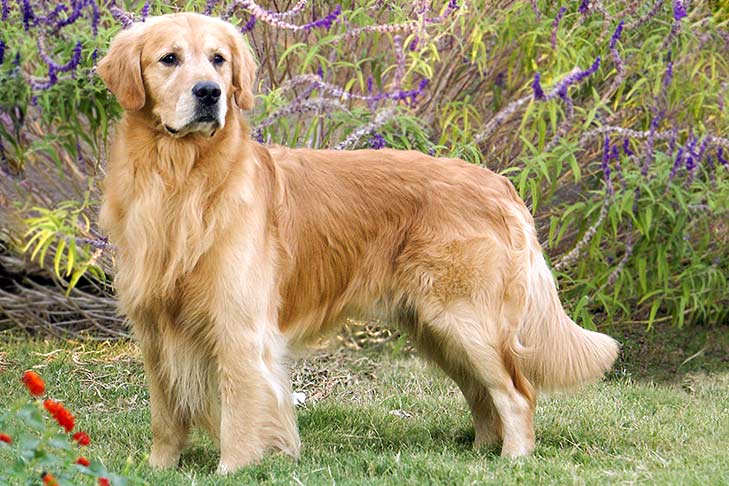 full sized golden retrievers