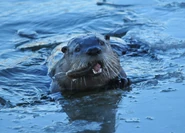 North American river otter eating a White Sucker Catfish (catostomus commersonii) at the Seedskadee National Wildlife Refuge (Wyoming)