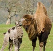 Mother Camel with Calf