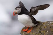 Atlantic puffin (Fratercula arctica) spreading its wings, Iceland.