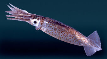 Arrow Squid | Creatures of the World Wikia | Fandom