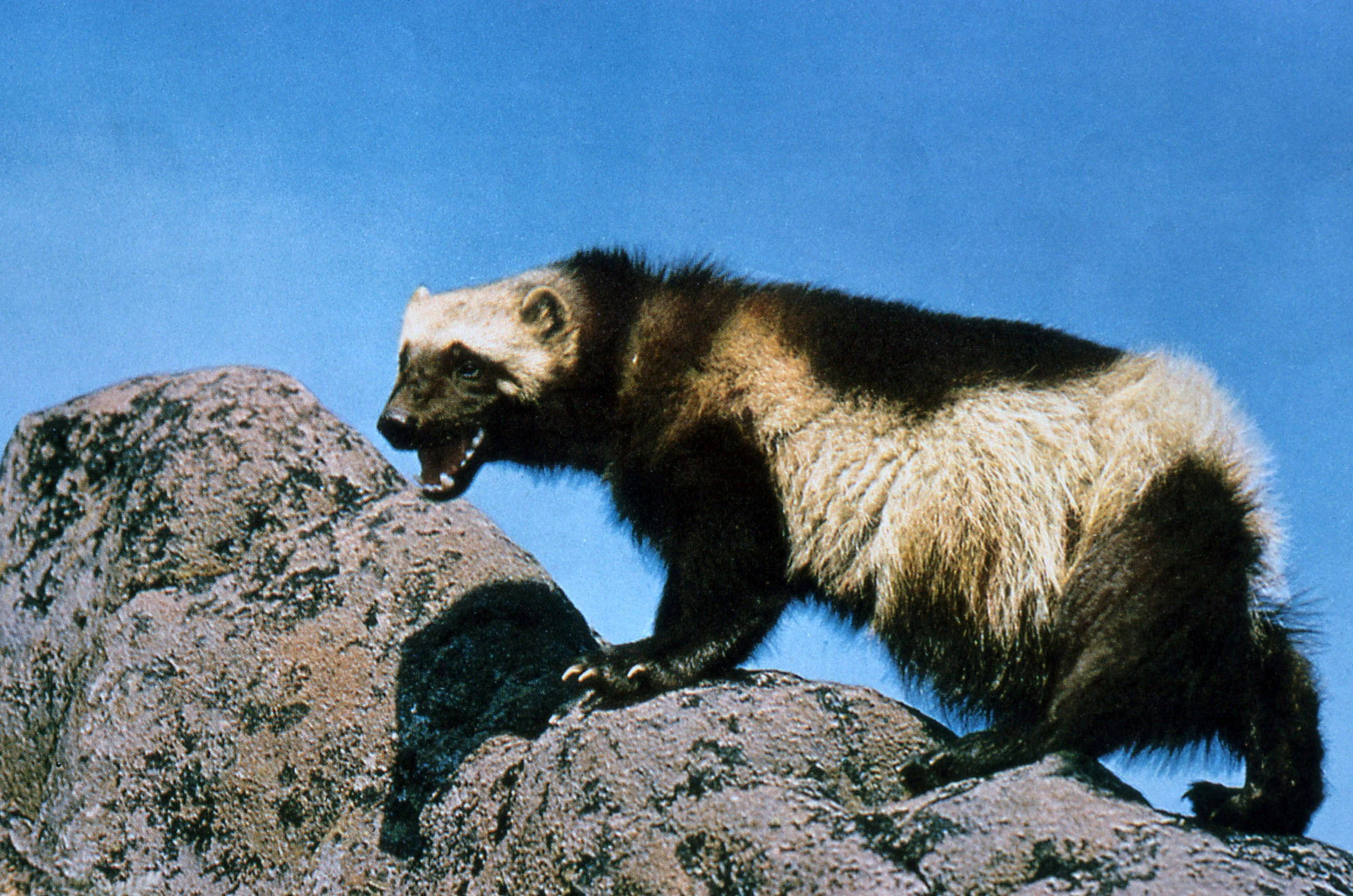 Wolverine | Creatures of the World Wikia | Fandom