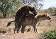Spotted Hyenas Mating