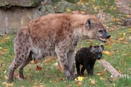 This is a mother hyena with her pup