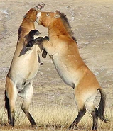 2 Males Fighting