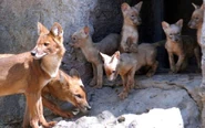 Dhole Family
