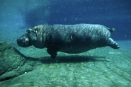 Common Hippopotamus.jpg (175 KB)