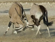 Oryxes Fighting