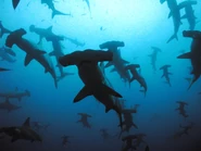 Hammerhead Shark School