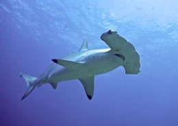 Hammerhaed-shark