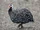 Guineafowl