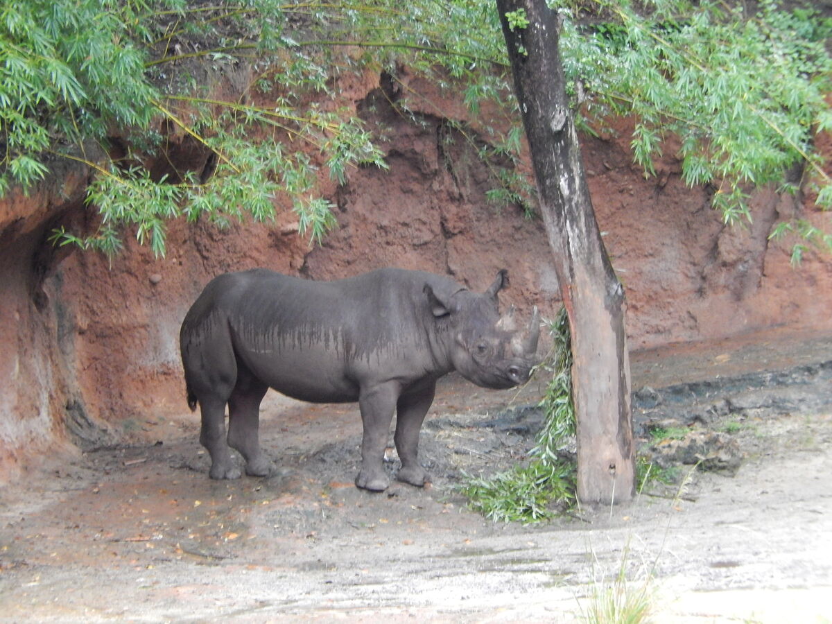 digging black rhino