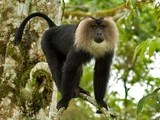 Lion-Tailed Macaque