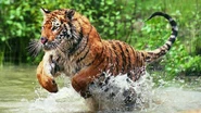 Bengal Tiger Running through Water