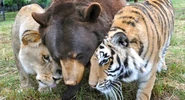 Baloo-leo-lion-bear-huggles.png (1.89 MB) Lion, Tiger & Bear?