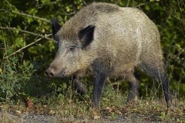 Feral-hog
