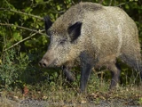 Feral Pig