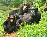 Chimpanzee Family