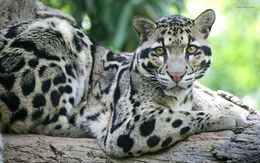 Clouded-Leopard