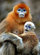 Mother Snub Nosed Monkey with Baby