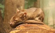 Fossa Resting