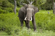 A Male Asian Elephant in Musth in Bandipur National Park.