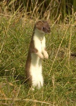 Mustela erminea upright