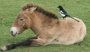 Przewalski's Horse with Magpie on its back