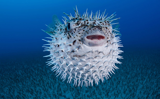 Pufferfish