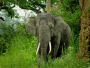 Ratna tusker