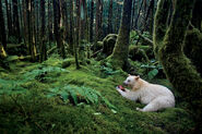 Spirit Bear in it Alaskan Rainforest Habitat