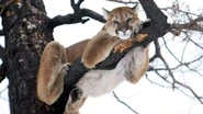 Cougar in Tree