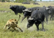 Cape Buffalo fending off a Lioness