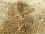 A Mother Kudu and her Fawn