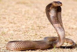 Egyptian-cobra.jpg