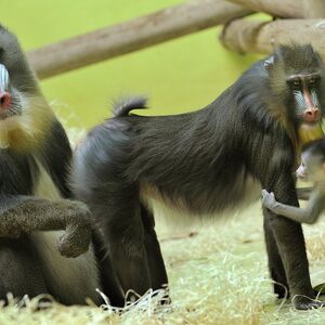 Mandrill Creatures Of The World Wikia Fandom Mandrill Creatures Of The World Wikia Fandom