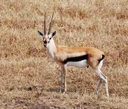 Thompson gazelle